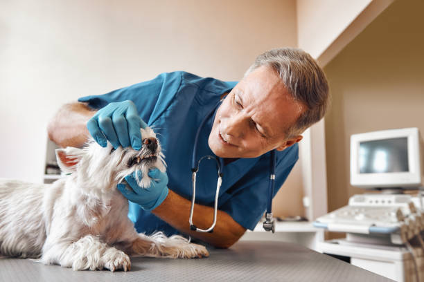 Best Emergency Care for Gum Disease in Paddock Lake, WI